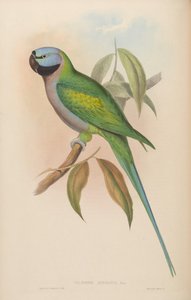 Palaeornis derbianus = Psittacula derbiana de John Gould